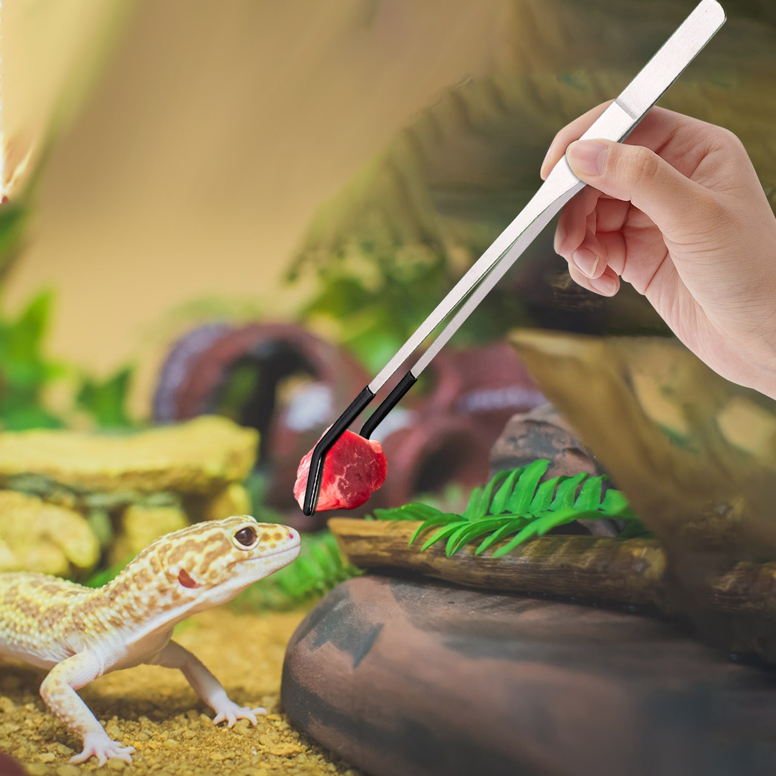 Water Dish Reptile - Stainless Steel Reptile Feeding Long Tongs
