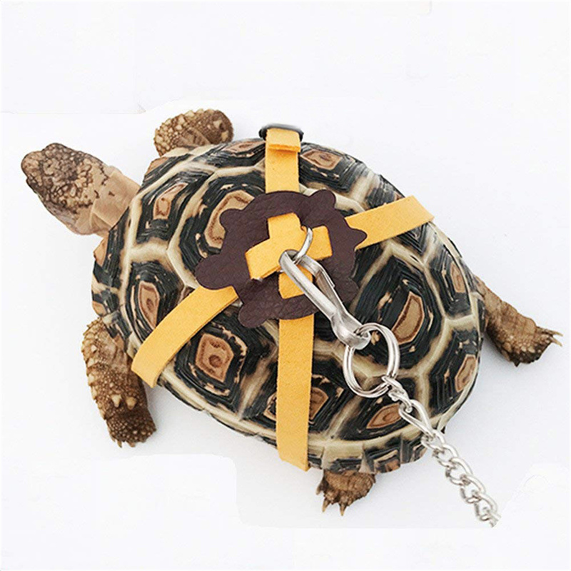Turtle Traction Belt Control R - đánh giá và giá Water Dish Reptile