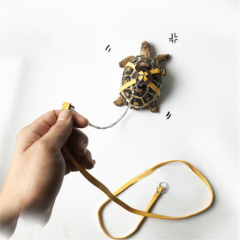 Turtle Traction Belt Control R - đánh giá và giá Water Dish Reptile