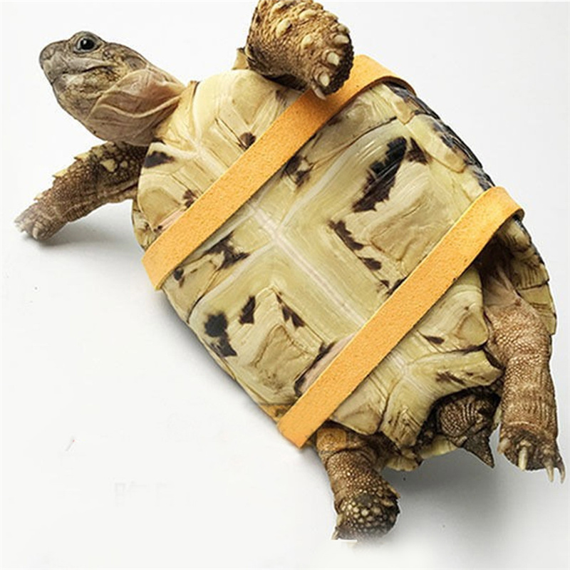 Turtle Traction Belt Control R - đánh giá và giá Water Dish Reptile