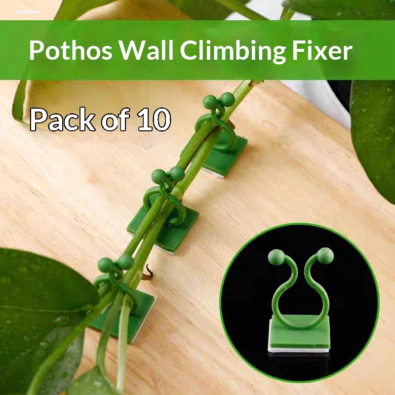 Self‑Adhesive Plant Climbing W - đánh giá và giá Vine Climbing Plastic